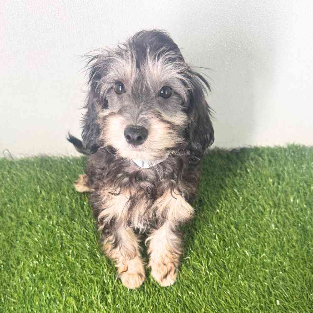 pet breed image
