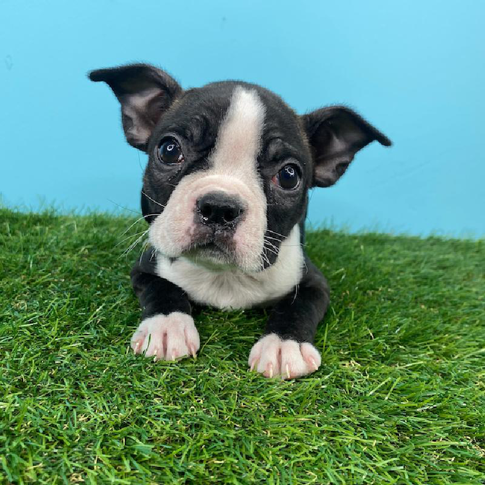 carousel pet images