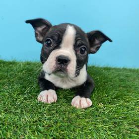 Boston Terrier