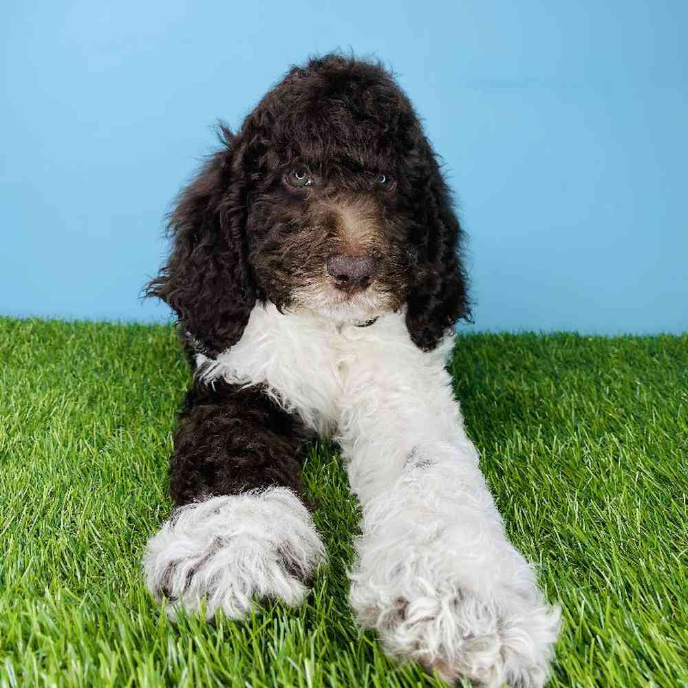 Male Standard Poodle Puppy for sale