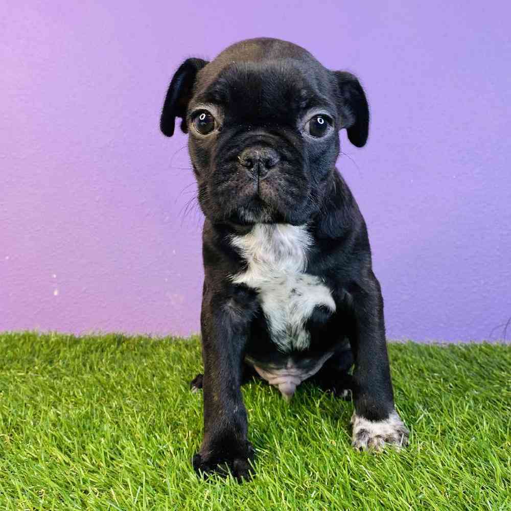 Male French Bulldog/Pug Puppy for sale