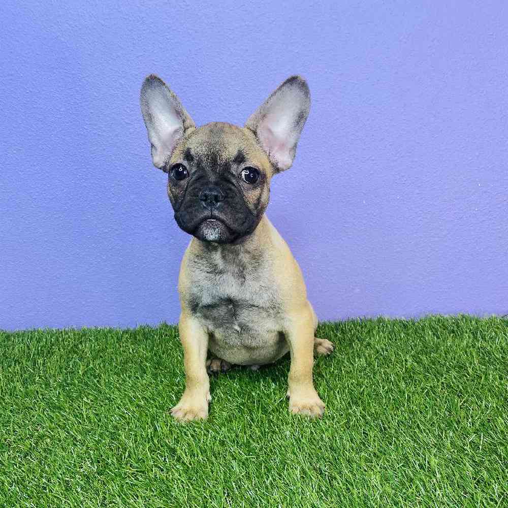 Male French Bulldog Puppy for sale