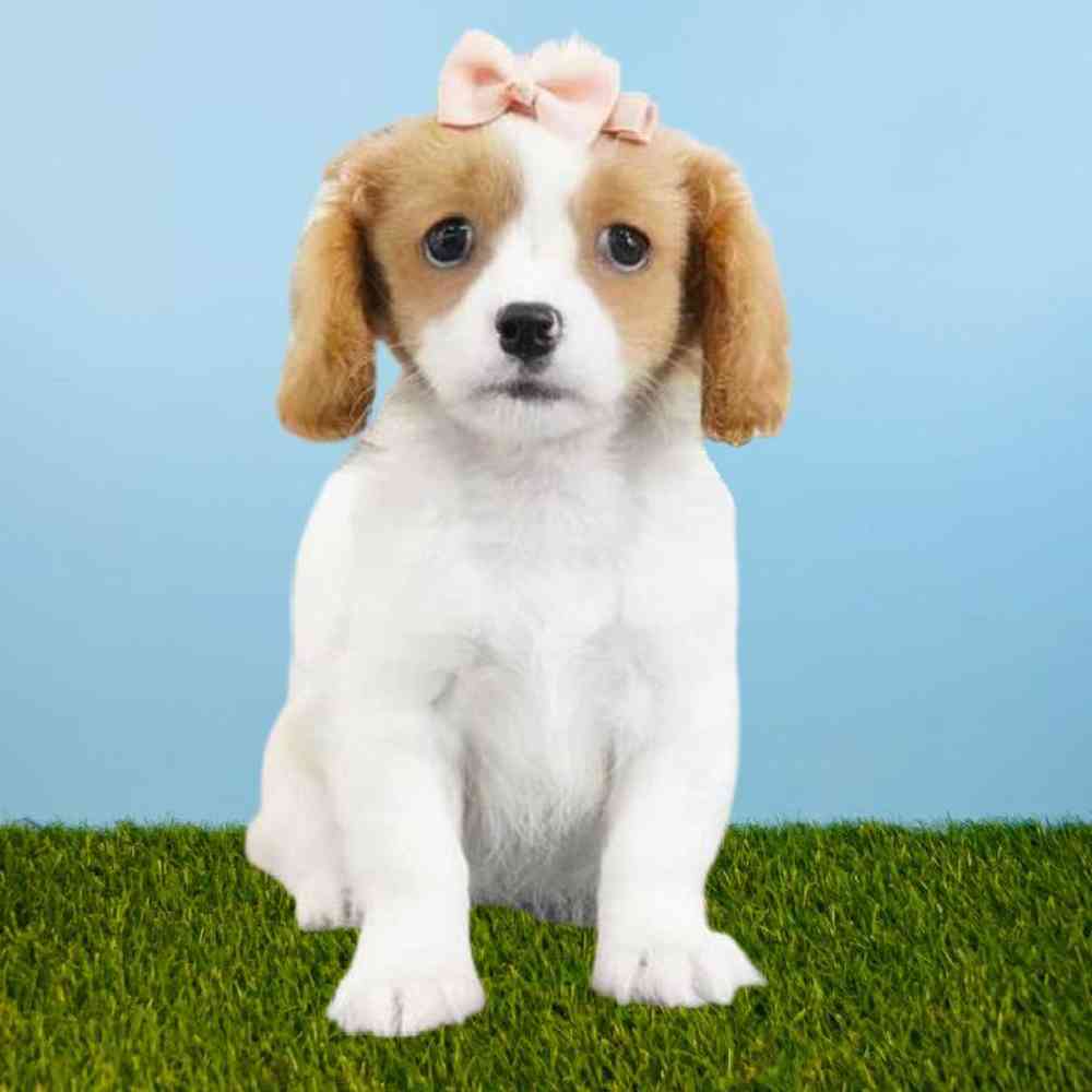 Female Cavatzu Puppy for sale