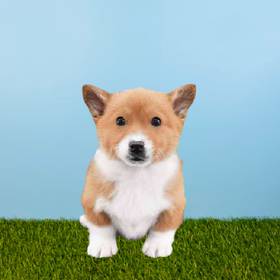 Pembroke Welsh Corgi