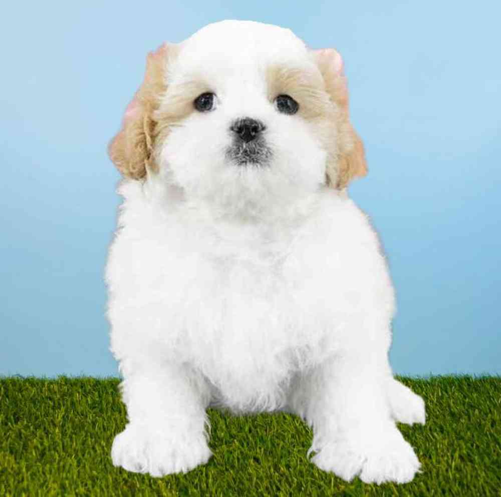Male Shizapoo Puppy for Sale in Meridian, ID