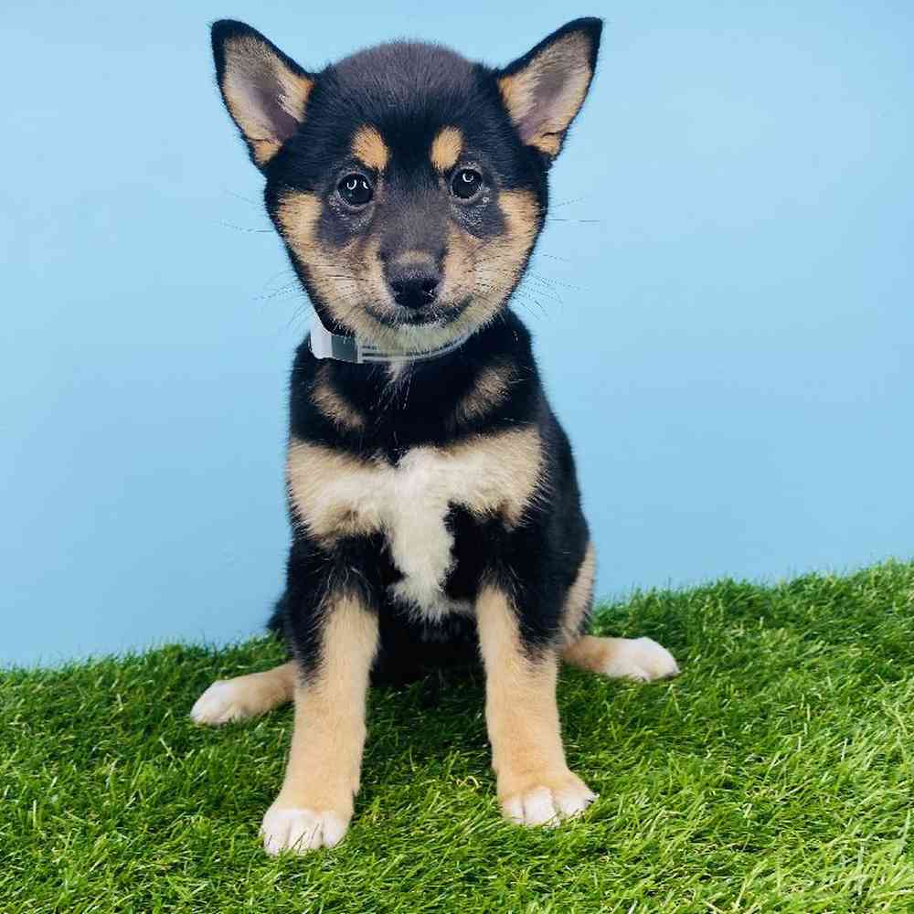 Female Shiba Inu Puppy for sale