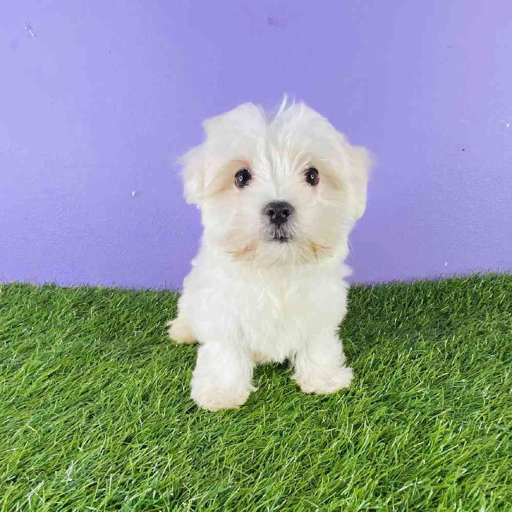 Female Maltese Puppy for sale