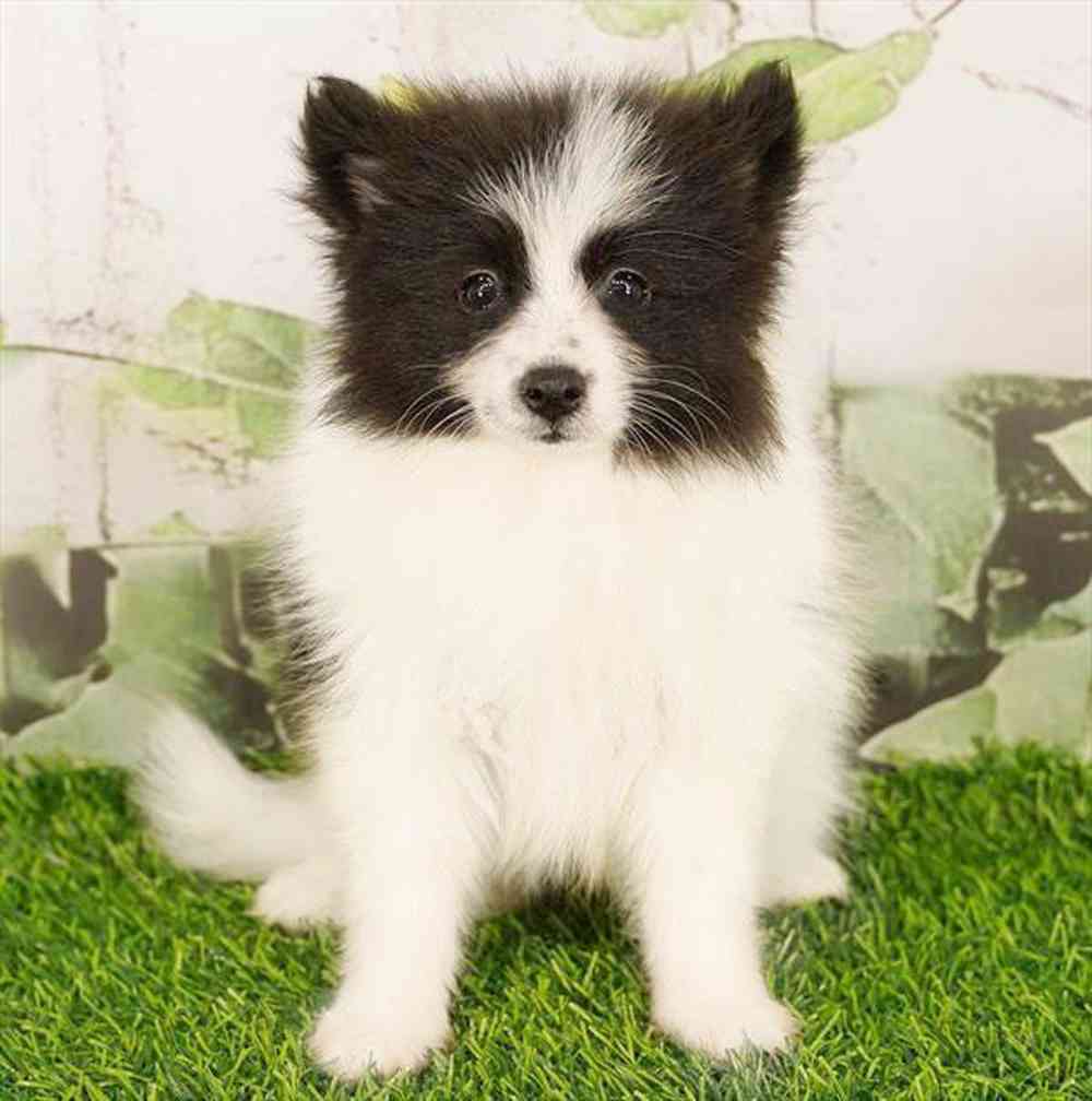 pet breed image