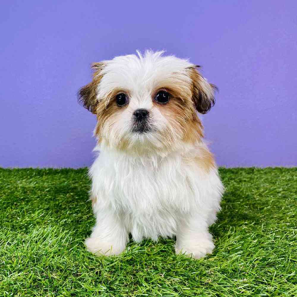 carousel pet images