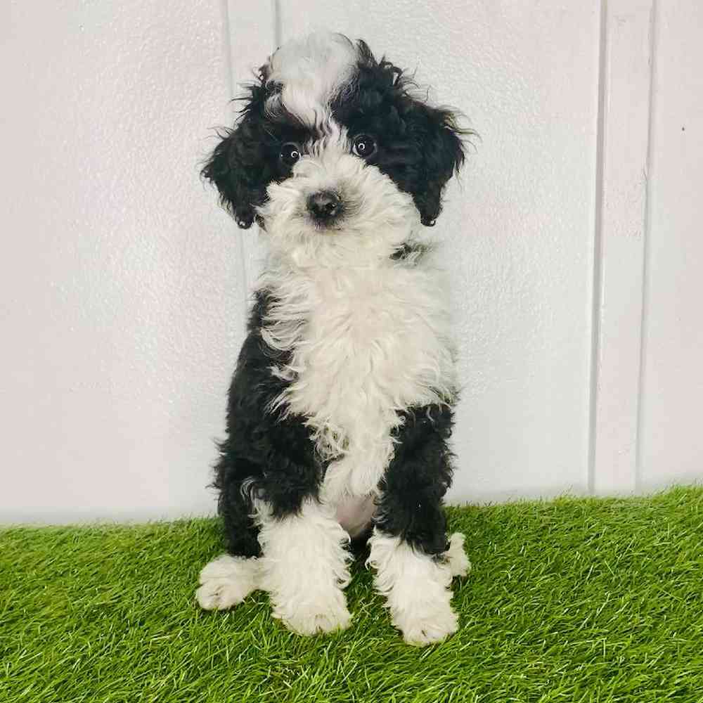 pet breed image