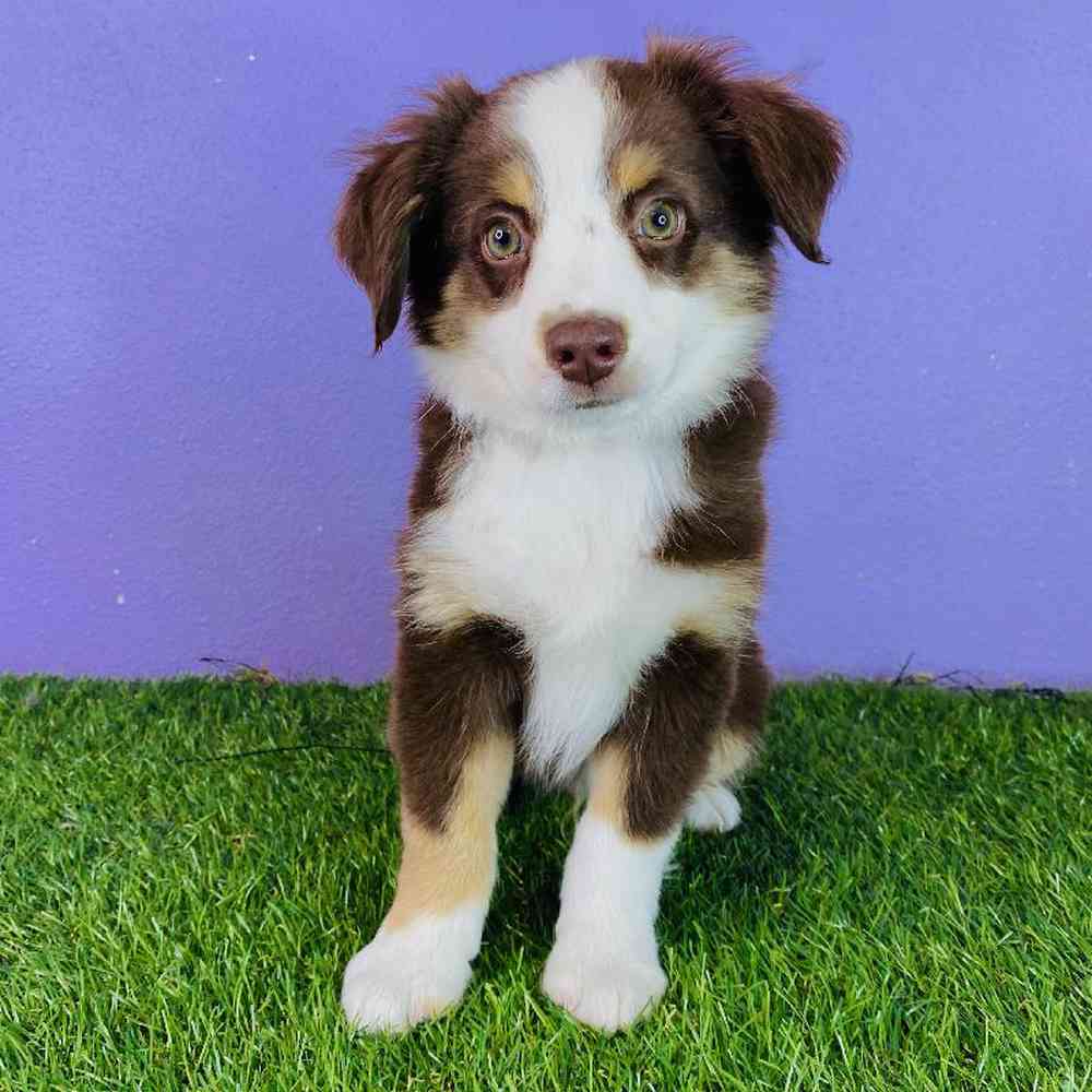 Male Mini Aussie Puppy for sale
