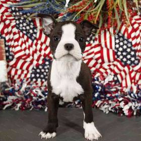 Boston Terrier