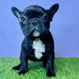 French Bulldog