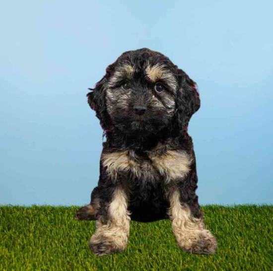 Available Puppies For Sale - Puppyland Idaho