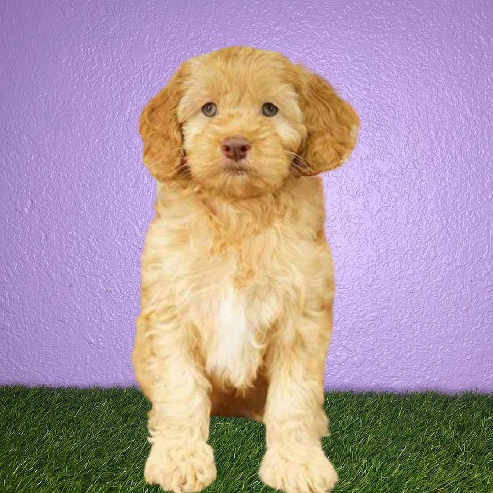 Female Cockapoo Puppy for sale