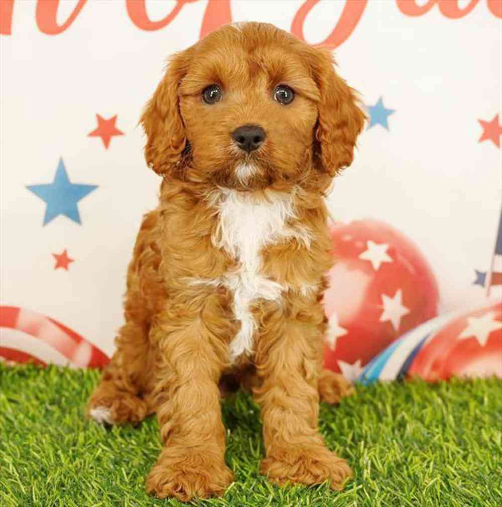 pet breed image