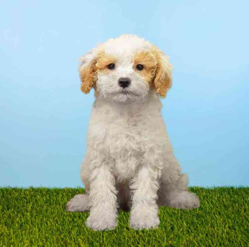 2nd Gen Cockapoo