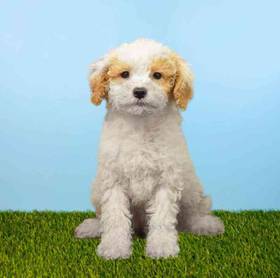 2nd Gen Cockapoo