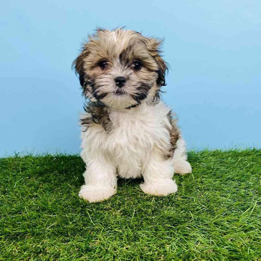 carousel pet images