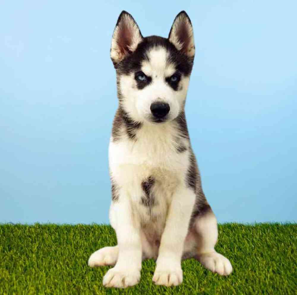 Male Siberian Husky Puppy for Sale in Meridian, ID