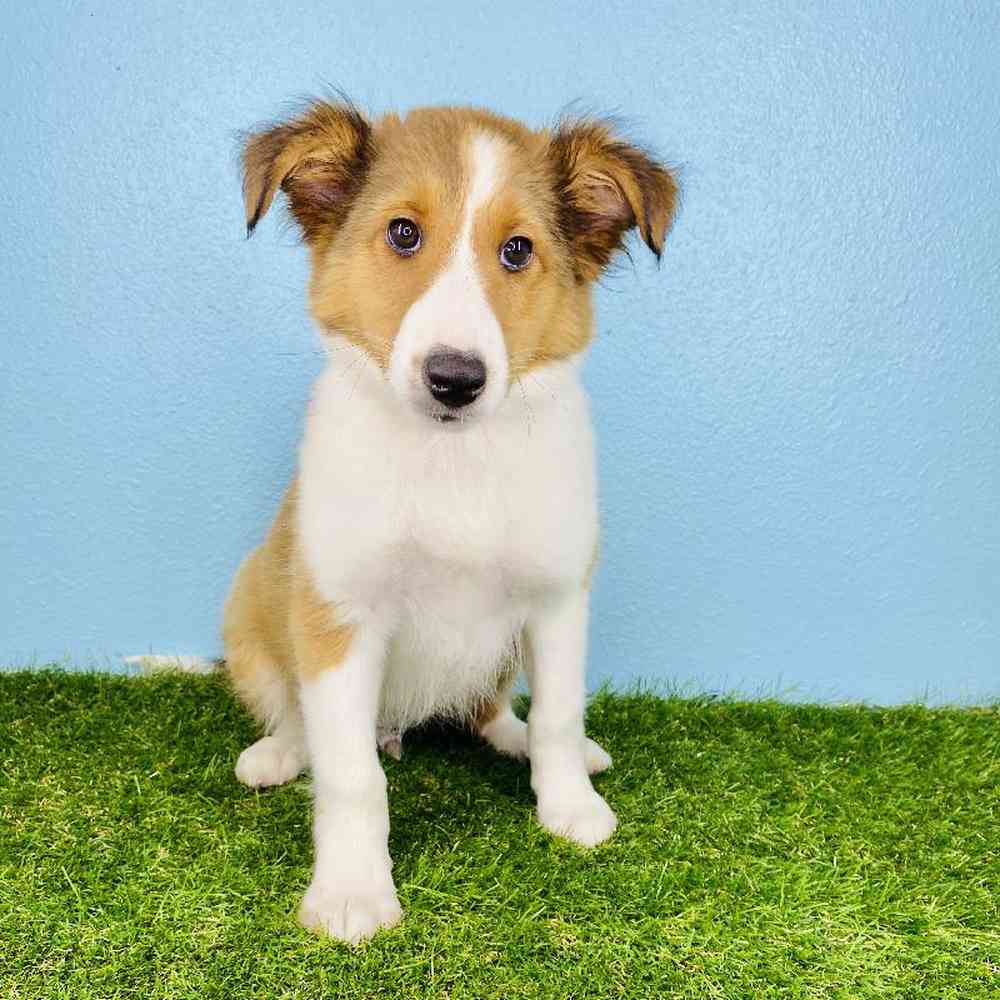 carousel pet images