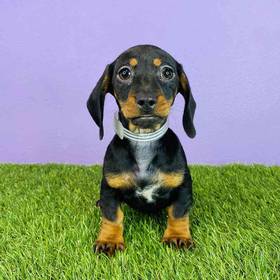 Dachshund