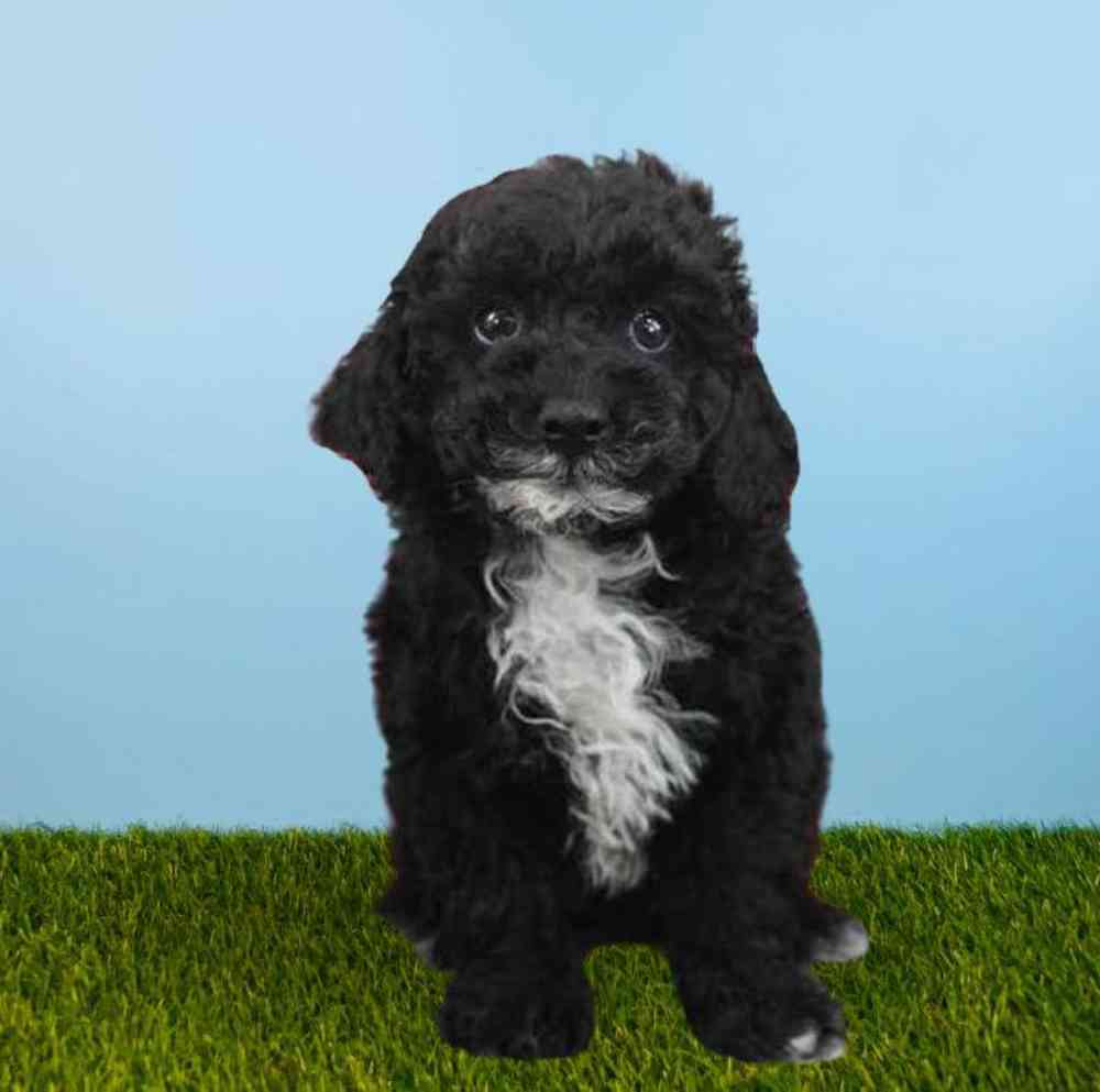 Male Poodle Puppy for Sale in Meridian, ID