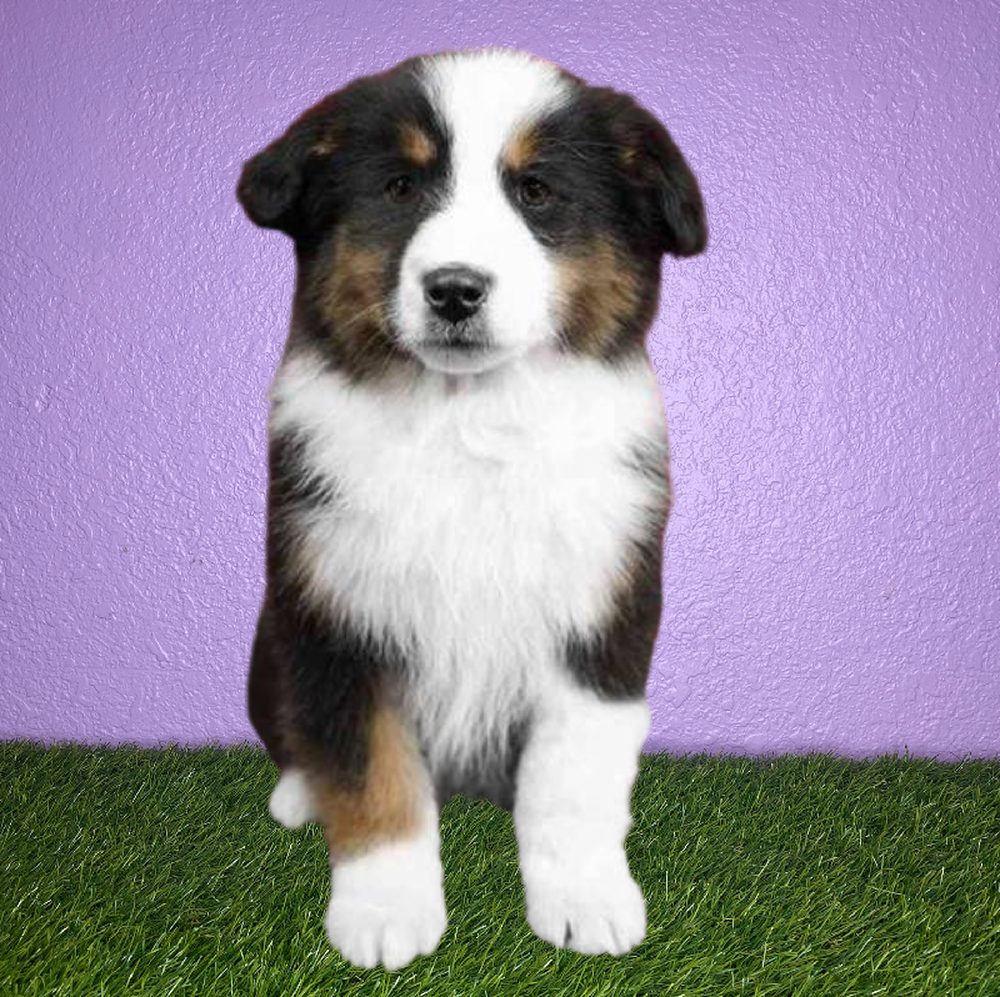 Female Australian Shepherd Puppy for Sale in New Braunfels, TX