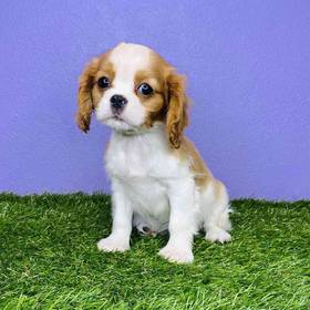 Cavalier King Charles Spaniel