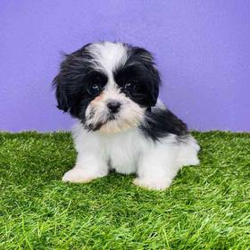 Shih Tzu