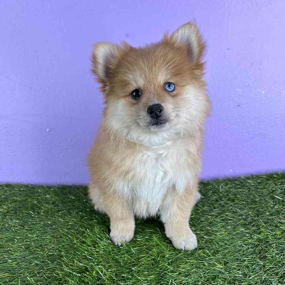 Female Pomeranian Puppy for sale