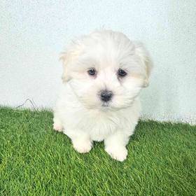Maltese