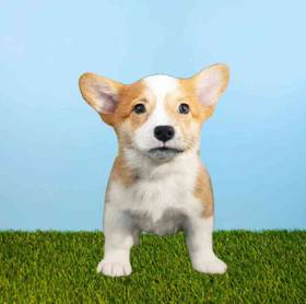 Pembroke Welsh Corgi