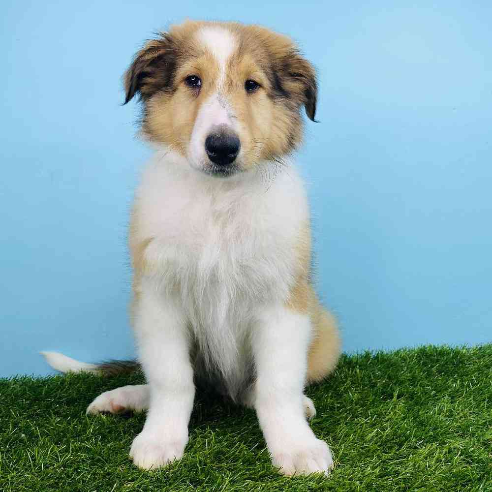 Male Collie Puppy for sale