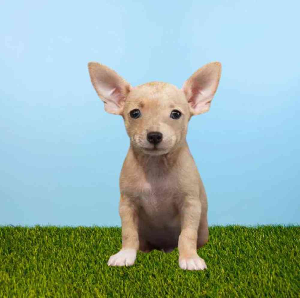 Male Chihuahua Puppy for Sale in Meridian, ID