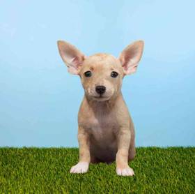 Chihuahua