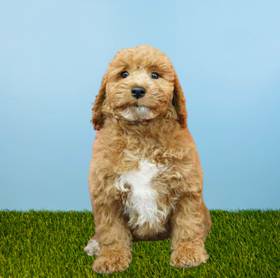 2nd Gen Mini Goldendoodle