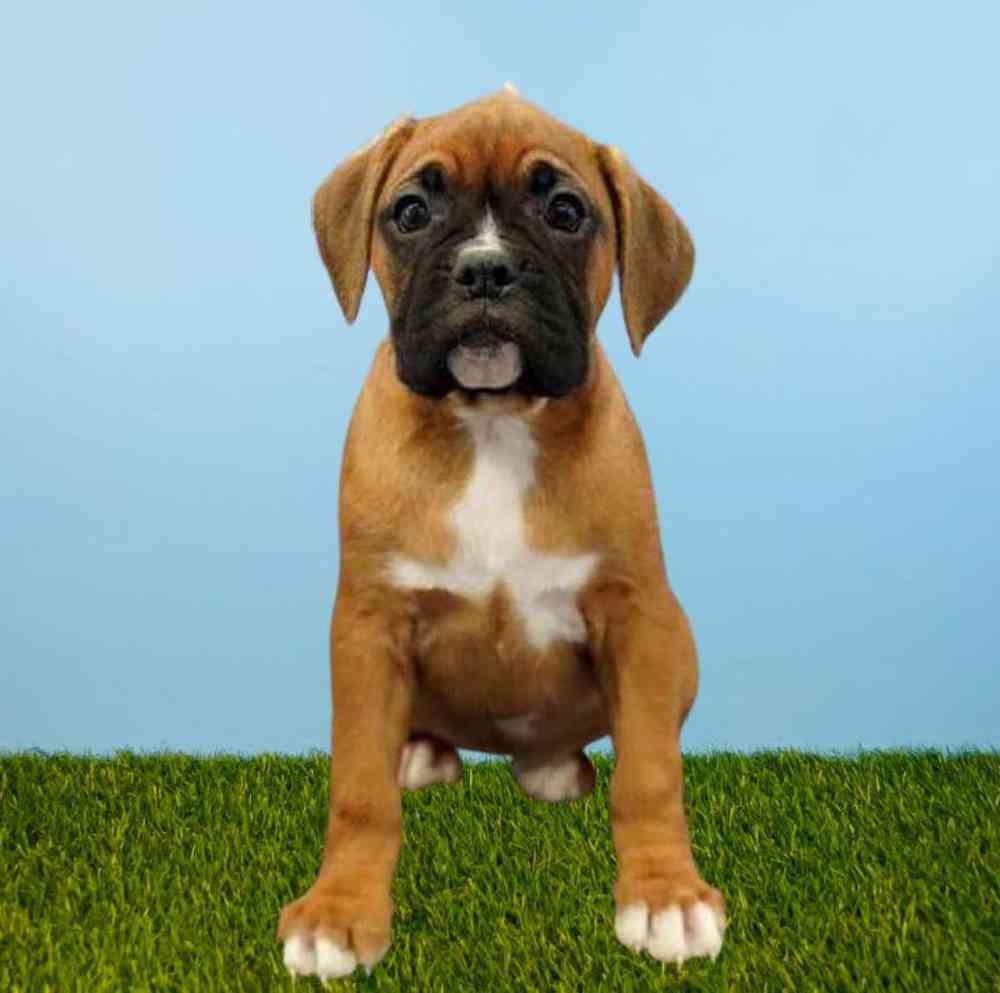 Female Boxer Puppy for Sale in Meridian, ID