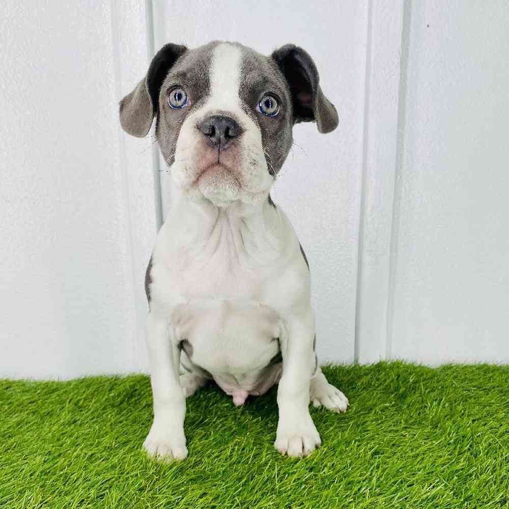 pet breed image