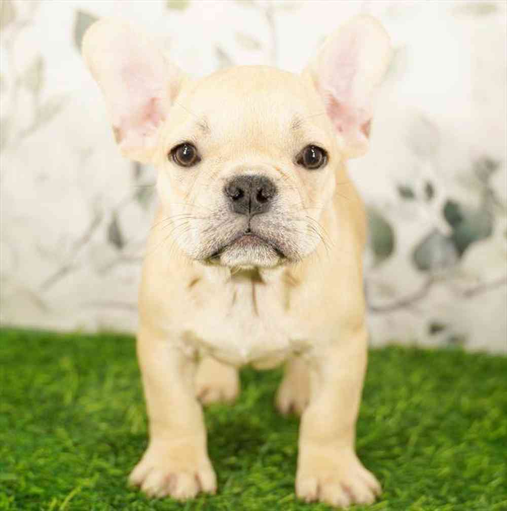 pet breed image