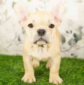 French Bulldog