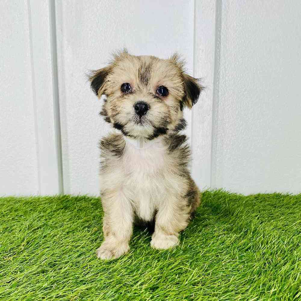 pet breed image