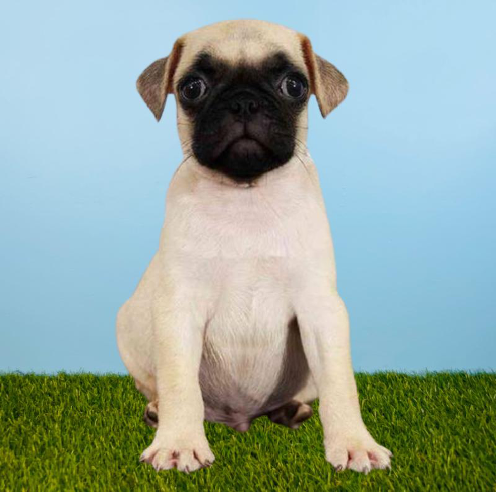 Male Pug Puppy for sale