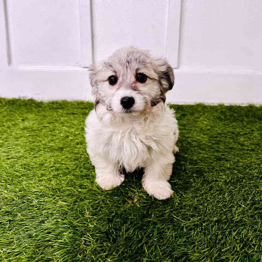 pet breed image