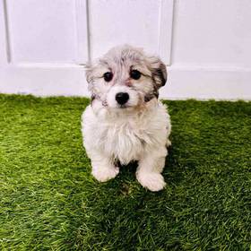 Havanese