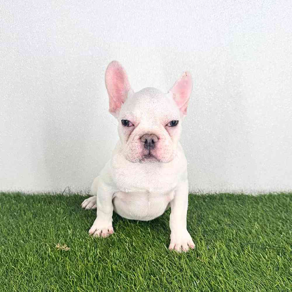 pet breed image