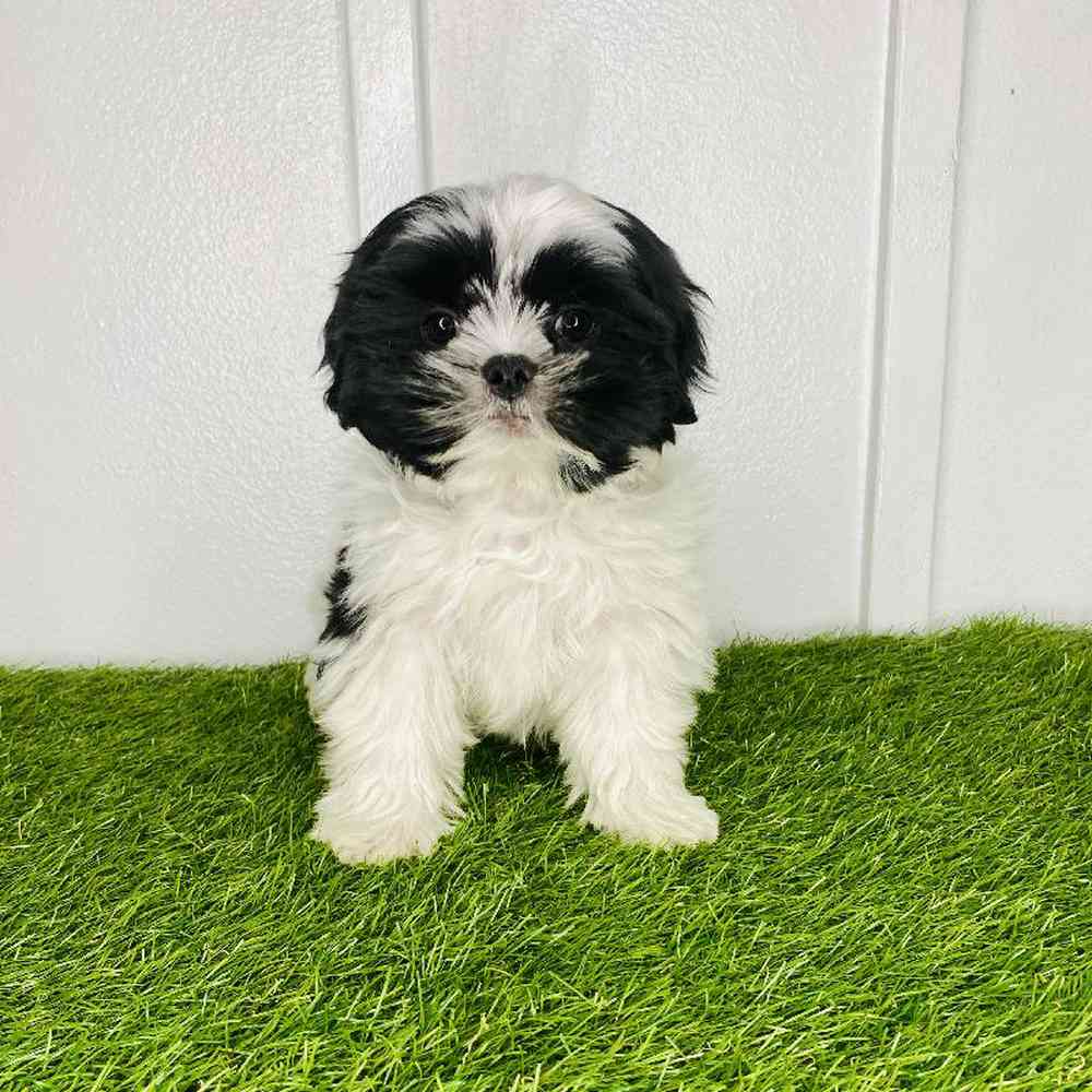pet breed image