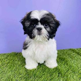 Shih Tzu