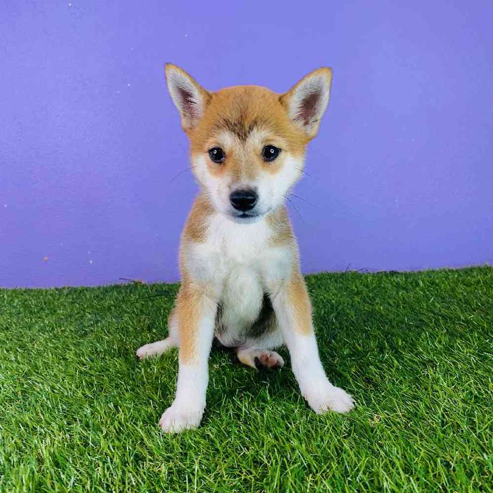 Female Shiba Inu Puppy for sale