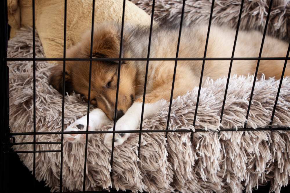 A Shetland Sheepdog puppy sleeping on a fluffy dog bed inside a crate.